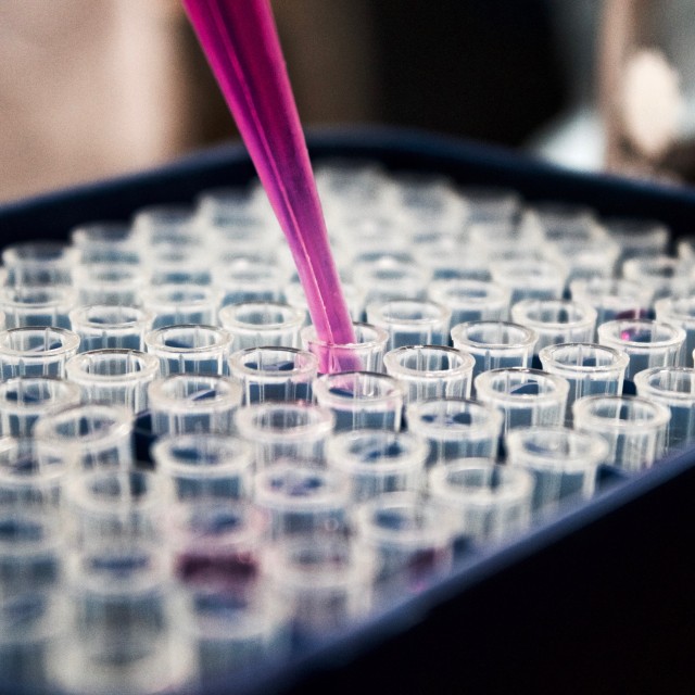 Pipetting a purple liquid into tubes